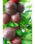 Алича великоплідна Генерал (середня) | Алыча крупноплодная Генерал (средняя) | Prunus cerasifera General